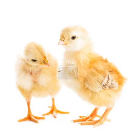 Photo for Two various chicks  peck millet, isolated on white - Royalty Free Image