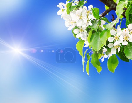 flores de un cerezo pájaro
