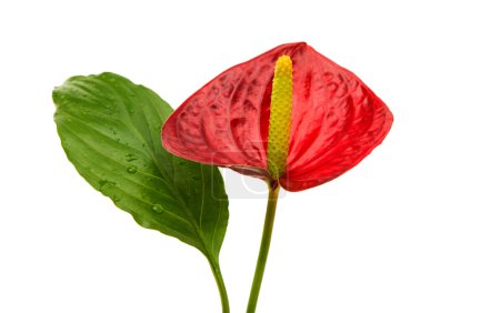 Flor de Anthurium aislada
 