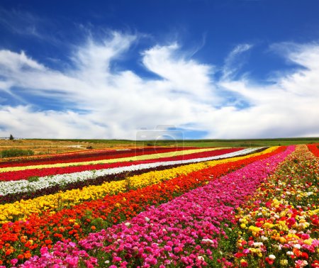 Campo de flores multicolor
