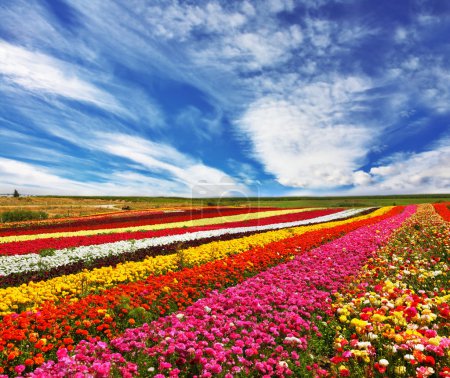 Photo for Garden buttercups  of bright contrast colors blossom picturesque strips. Phenomenally beautiful multi-colored flower fields. - Royalty Free Image