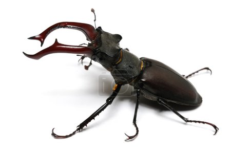 Téléchargez les photos : Photo en gros plan du grand dendroctone du cerf (Lucanus cervus) - le plus grand dendroctone d'Europe - en image libre de droit