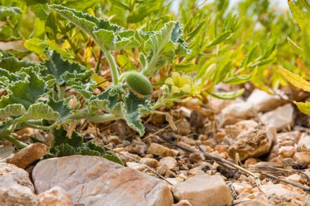 Ecballium ist eine Pflanzengattung aus der Familie der Cucurbitaceae, die eine einzige Art, Ecballium elaterium, enthält, auch als Spritzgurke oder explodierende Gurke bezeichnet.