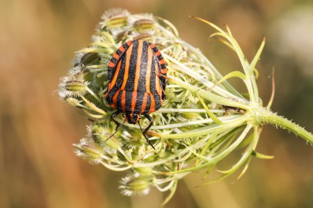 Graphosoma lineatum, insecto Escudo de Baja Sajonia, Alemania
