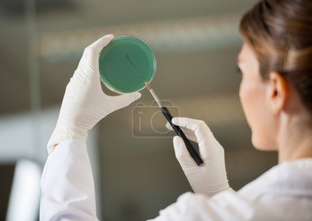 Foto de Científica examinando placa de Petri en laboratorio - Imagen libre de derechos