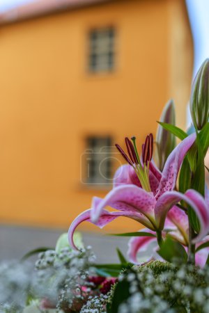 Photo for Hemerocallis Little Wart, common name long pink day lily, is a species of herbaceous perennial plant in the family Xanthorrhoeaceae. - Royalty Free Image