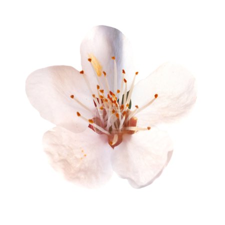 Flor blanca almendra
