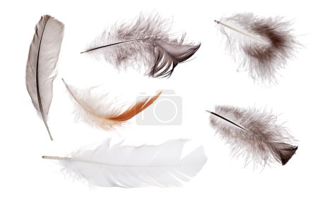 different  feathers