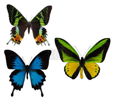 Foto de Macro foto de tres coloridas mariposas tropicales aisladas sobre fondo blanco - Imagen libre de derechos