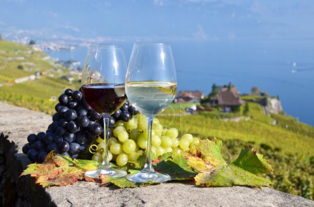 Téléchargez les photos : Du vin et des raisins. Lavaux, Suisse - en image libre de droit