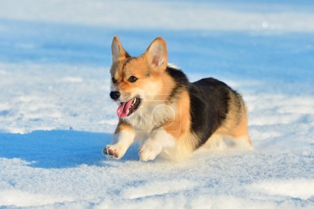 Pembroke Welsh Corgi corre en invierno
