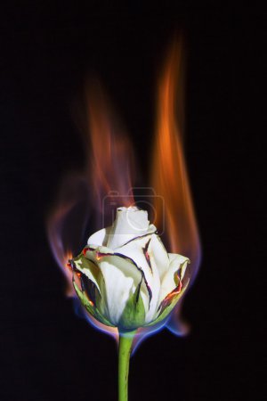 Rosa blanca en llamas pero no quemándose con fondo negro
