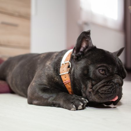 Bulldog francés cansado
Bulldog francés cansado