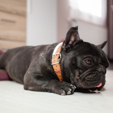 tired french bulldog