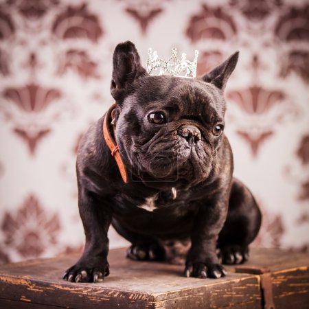 rey bulldog francés
