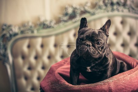 Photo for French bulldog over vintage sofa - Royalty Free Image