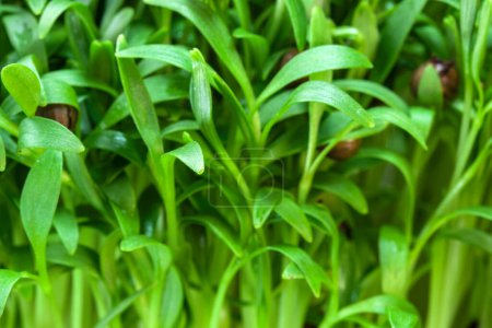 Brotes de cilantro micro verdes alimentos vegetarianos fortificados de cerca macrofotografía
