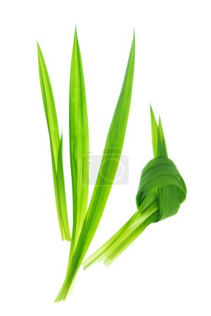 Fragrant Pandan leaves