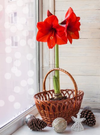 Red Hippeastrum on window