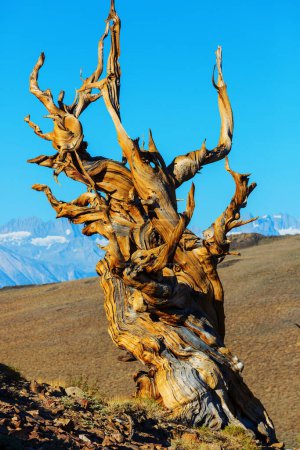 Antike Borstlecone Pine Tree mit den verdrehten und knorrigen Merkmalen. Kalifornien, USA.