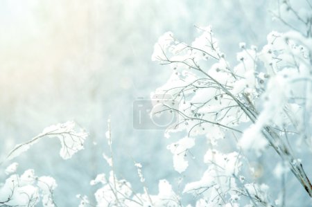 White winter background.