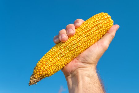 Foto de Mano del agricultor que sostiene la mazorca de maíz madura cosechada en el campo de maíz, mano levantada en el aire para el éxito en la producción agrícola
. - Imagen libre de derechos