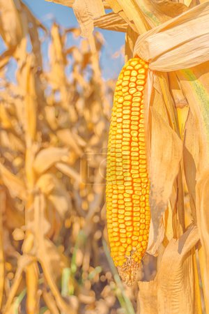 Corn field