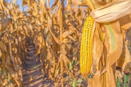 Corn field