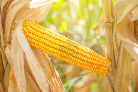 Corn ear on stalk