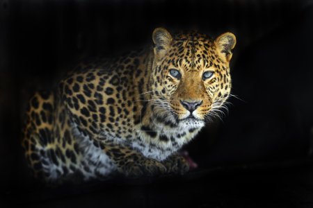 Téléchargez les photos : Léopard dans la nature sur l'île de Sri Lanka - en image libre de droit