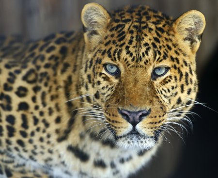 Photo pour Léopard dans la nature sur l'île de Sri Lanka - image libre de droit