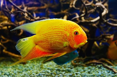 Astronoto de pescado

