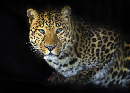 Foto de Leopardo salvaje en la isla de Sri Lanka - Imagen libre de derechos