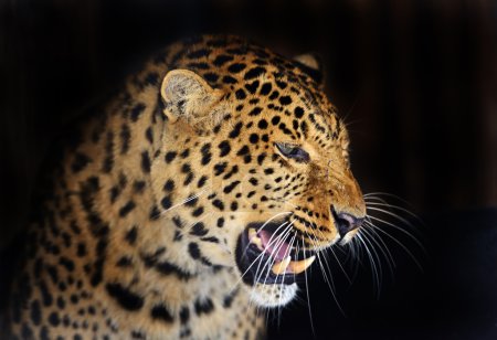 Téléchargez les photos : Léopard dans la nature sur l'île de Sri Lanka - en image libre de droit