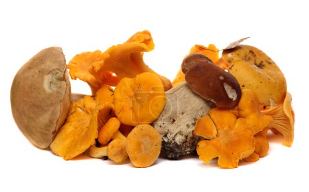 Wild Foraged Mushroom selection isolated on white background, with shadow. Boletus Edulis mushrooms 