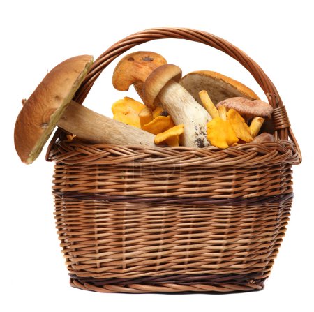 Basket of wild mushrooms isolated on white background.