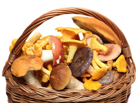 Basket of wild mushrooms isolated on white background.