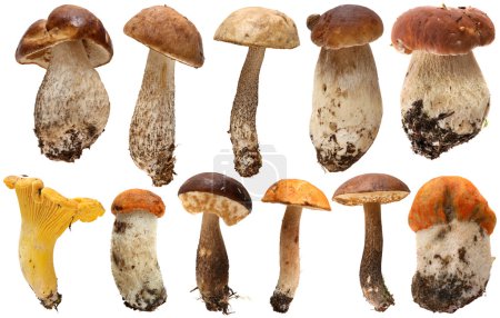 Wild Foraged Mushroom selection isolated.  Boletus Edulis mushrooms over white background