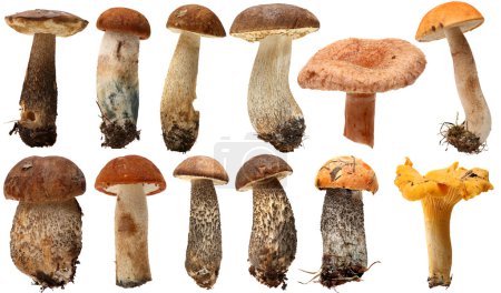 Wild Foraged Mushroom selection isolated.  Boletus Edulis mushrooms over white background