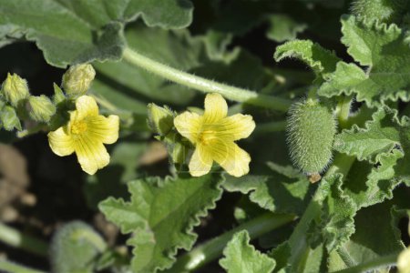 Pepino chorreante - Nombre latino - Ecballium elaterium