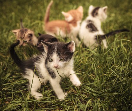 Téléchargez les photos : Petit groupe de bébés chats jouant dans l'herbe - en image libre de droit