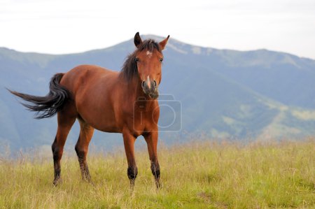 Caballo marrón en el pasto en la montaña
