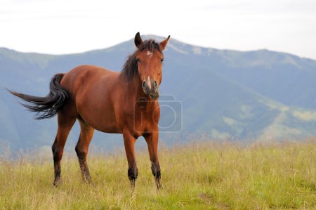 Téléchargez les photos : Cheval brun sur le pâturage en montagne. Jour d'été - en image libre de droit