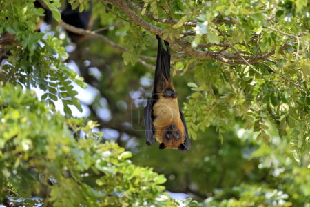 Foto de Zorros voladores negros (Pteropus alecto) colgados en un árbol - Imagen libre de derechos