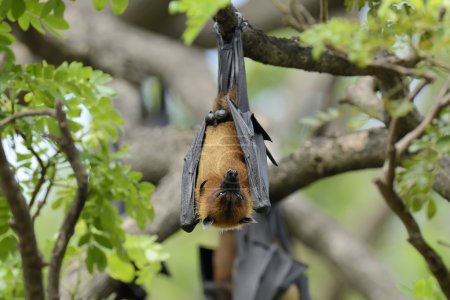 Foto de Zorros voladores negros (Pteropus alecto) colgados en un árbol - Imagen libre de derechos