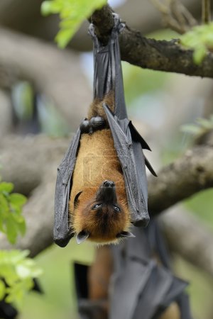 Foto de Zorros voladores negros (Pteropus alecto) colgados en un árbol - Imagen libre de derechos