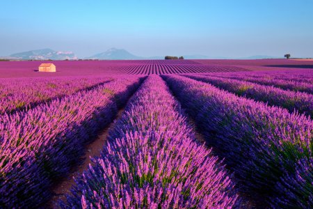 Campo de lavanda en el sur de Francia