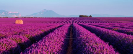 Photo for Lavender field at sunset in Provence, France - Royalty Free Image