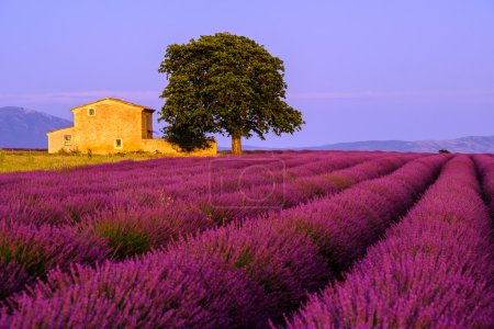 Téléchargez les photos : Champ de lavande au coucher du soleil en Provence, France - en image libre de droit