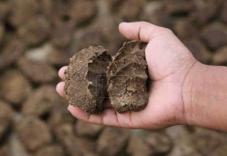 Cow dung as bio fuel